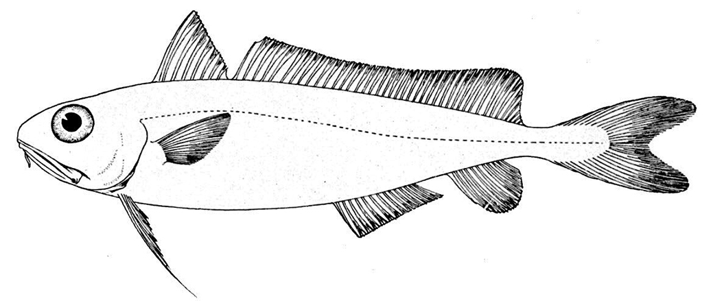 Mora moro_01_bisa.jpg